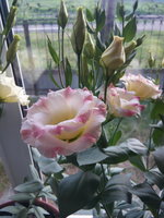 IMG_20150603_200538.jpg