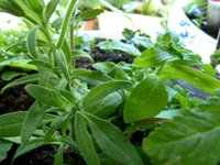 Сравнение.JPG (108.58 КБ) 3128 просмотров Листья незнакомки в сравнении с суперкаскадной белой (она справа)