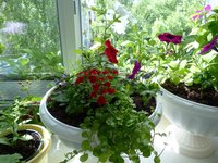 Цвет.JPG (162.83 КБ) 3128 просмотров Здесь цвет передан верно. Цветок тёмно красный, бархатный.