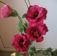 IMG_8935 э.jpg