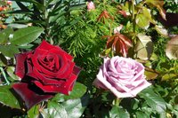 DSCN0855.JPG