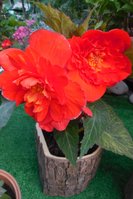 DSCN1010.JPG