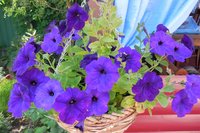 DSCN0988.JPG