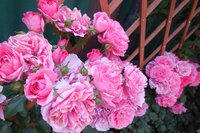 DSCN1062.JPG