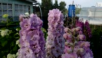 IMG_20150719_214911.JPG