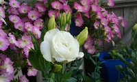 rps20150727_113723.jpg