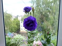 Цветочки.JPG