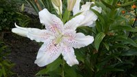 rps20150805_195523.jpg