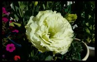 rps20150805_195557.jpg