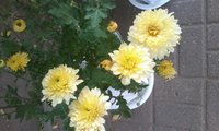 rps20150926_214920.jpg