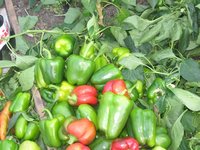 IMG_0817 - копия.JPG