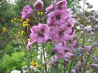 IMG_0559.JPG