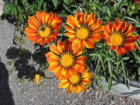 IMG_0334.JPG