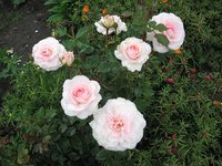 IMG_0462.JPG