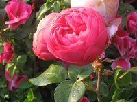 IMG_0788.JPG