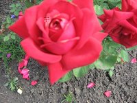 IMG_0101.JPG