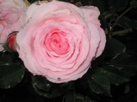 IMG_0888.JPG
