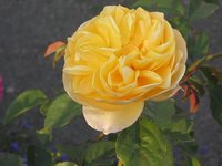 IMG_0789.JPG