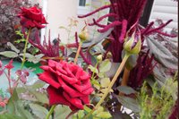 DSCN1590.JPG
