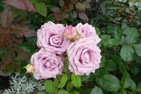 DSCN1558.JPG