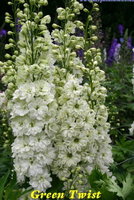 GreenTwist-500x500.JPG