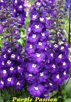 image_558309e8302e5_PurplePassion-500x500.jpg