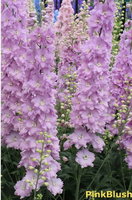 PinkBlush-500x500.jpg