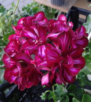 20150626_074250.jpg
