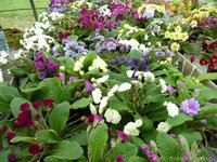 551_Barnhaven_double_primroses-1000x750_0.jpg