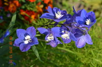 DSC_6997.JPG