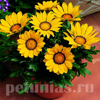 gazania_big_kiss_yellow.jpg