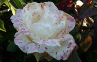 20150821_062216.jpg