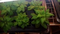 P_20160131_182427.jpg