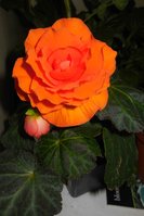 DSCN0496.JPG