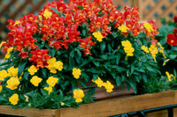 Antirrhinum+majus+Montego+OrangeBicolor+full.jpg
