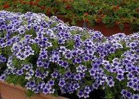 phlox-drummondii-dolly-light-blue-niedriger-blauer-einjaehriger-phlox.jpg