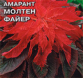 амарант