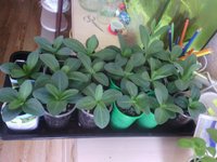 IMG_20160508_063123.jpg