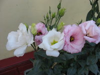 IMG_6785 1.jpg