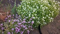 арабис кавказ 4.jpg (351.29 КБ) 5319 просмотров Арабис кавказский. Белые и розовые цветы.
