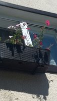 2016-07-13 09.54.50.jpg