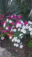 2016-07-13 09.54.08.jpg