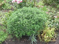 IMG_1104.JPG