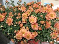 IMG_1112.JPG
