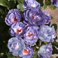 Blue for You