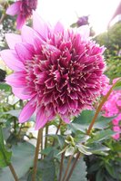 DSCN2808.jpg