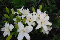 DSCN2675.jpg