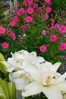 DSCN2740.jpg