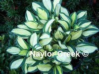 123745877_3464305_Hosta_Desert_Mouse_2_1_.jpg
