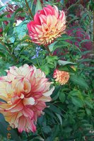 DSCN3443.jpg